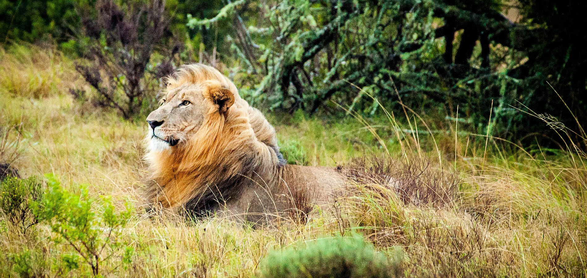 GAME VIEWING IN THE KRUGER?